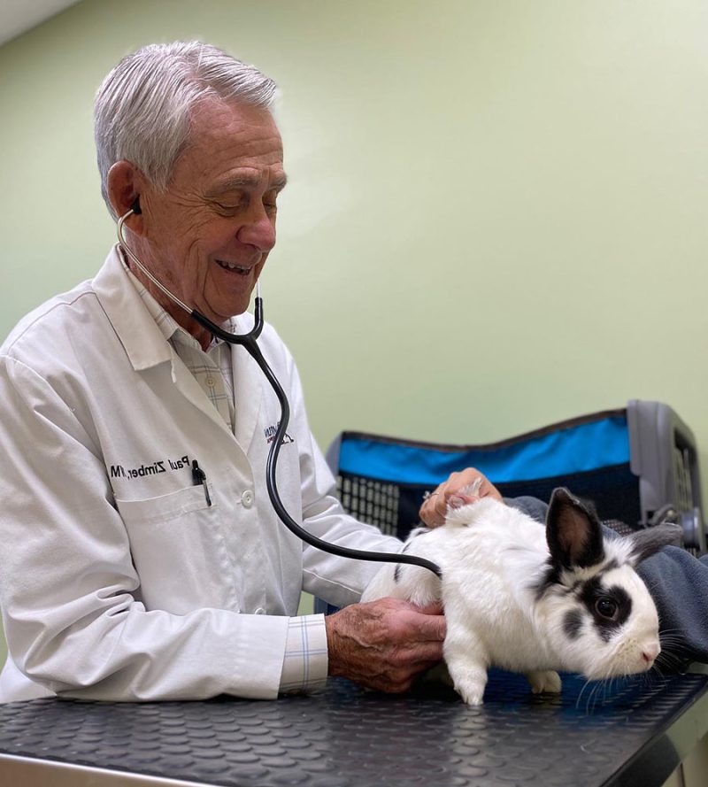 Veterinarian in Rochester Vet Near You Midtown Veterinary Hospital