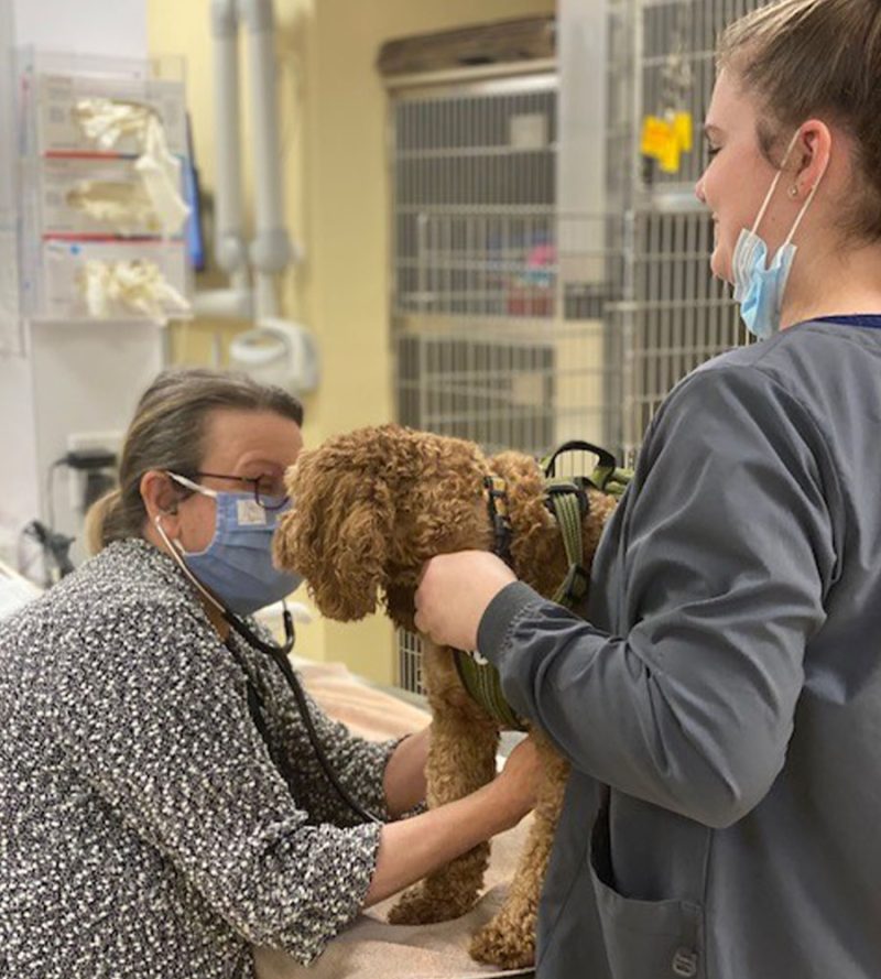 Veterinarian in Rochester Vet Near You Midtown Veterinary Hospital