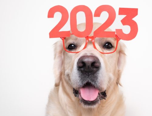 New and Improved—New Year’s Resolutions for Pets