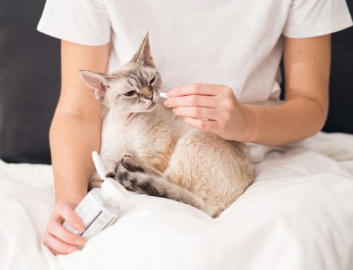 Pro Tips: The Stress-Free Way to Medicate Your Pet