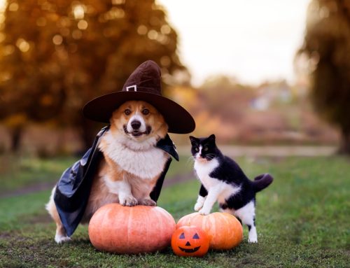 Ensuring Pet Safety During Halloween: Essential Tips from Midtown Veterinary Hospital