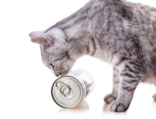 Understanding Pet Food Labels: A Guide to Informed Choices for Your Pet’s Health