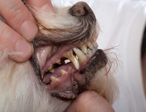 Understanding When Your Pet Needs Dental Surgery: Essential Insights