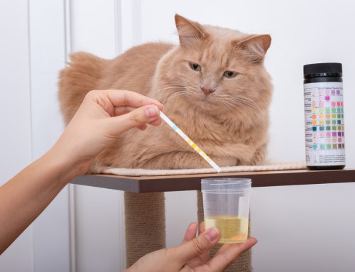 Preventing UTIs in Pets: Tips and Treatment Options