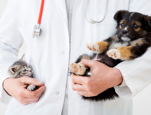 Deworming Schedules for Puppies & Kittens