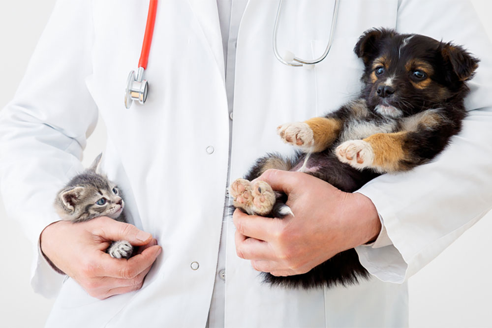 Veterinarian examining kitten and puppy for wellness and health check.