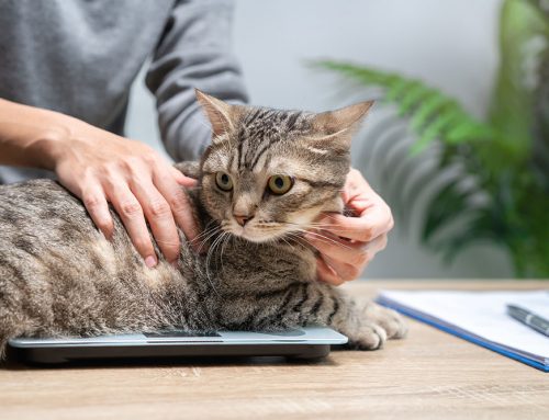 Body Condition Score: How to Score and Why It Matters