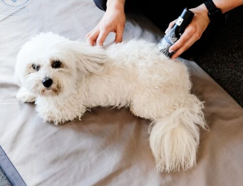 Laser Therapy vs. Acupuncture: When We Use Each (or Both)