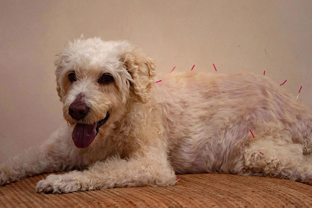 A light-colored dog lies on a cushioned surface with acupuncture needles placed along its back, looking relaxed with its tongue slightly out.