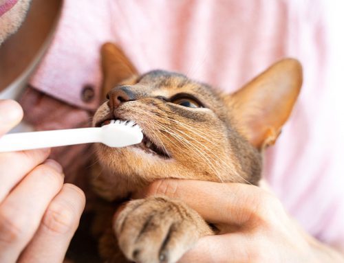 Dental Home Care That Works: Brushes, Wipes, and Gels