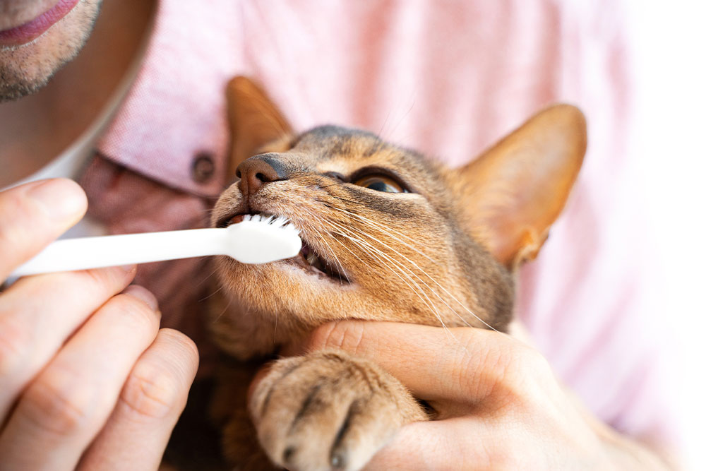Person gently brushing a cat’s teeth with a small toothbrush while holding the cat close.