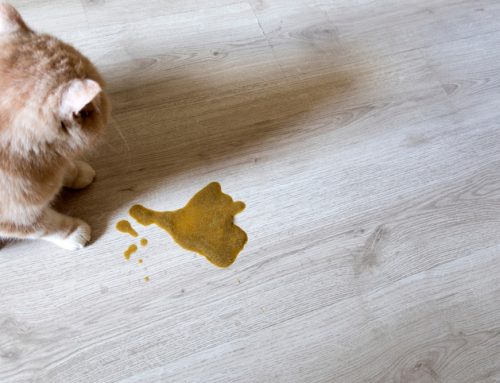 Chronic Vomiting: From Food Trials to GI Biopsy