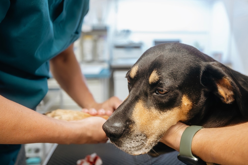 Veterinarian performing diagnostic evaluation for a dog illness during a veterinary consultation