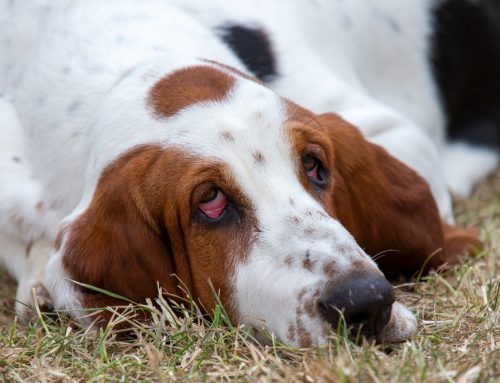 How Do Vets Correct an Eyelid Problem in Dogs and Cats?
