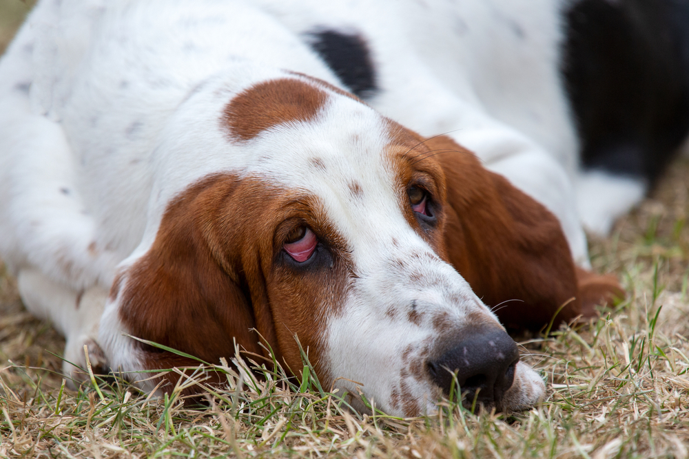 Dog affected by ectropion, highlighting symptoms such as droopy eyelids, excessive tearing, eye irritation, and the importance of veterinary eye examinations and treatment.