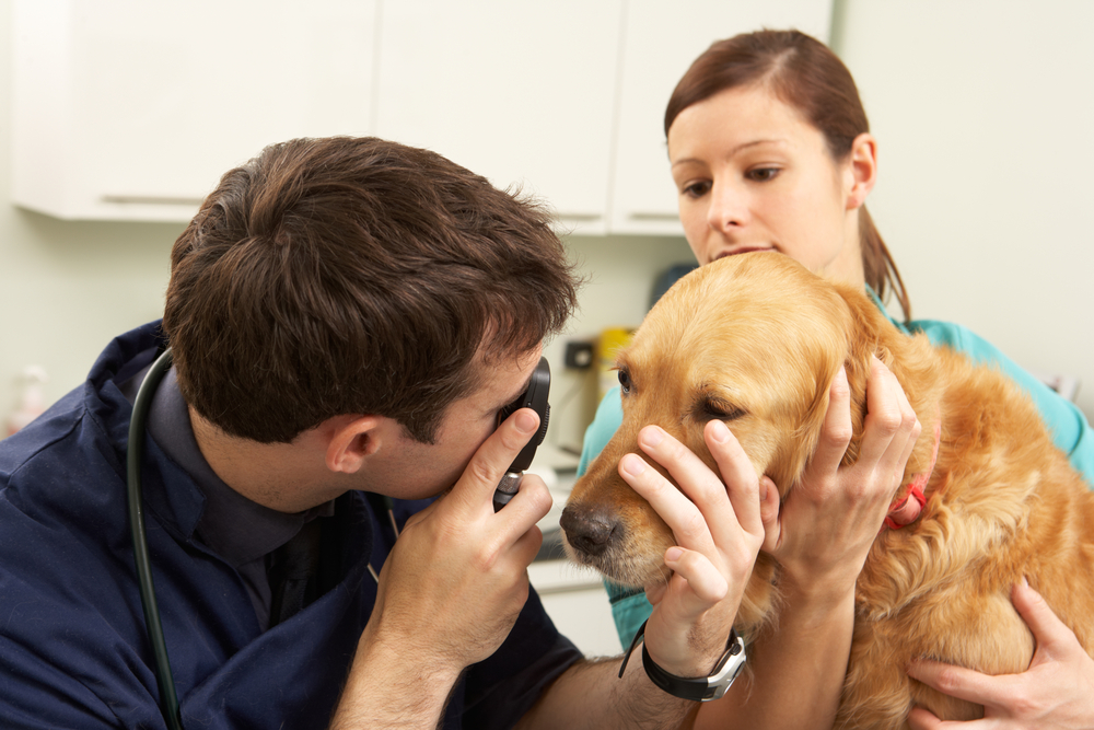 Dog receiving a thorough examination from a veterinary surgeon, highlighting diagnostic evaluations, preventive care, surgical consultations, and comprehensive pet health management.
