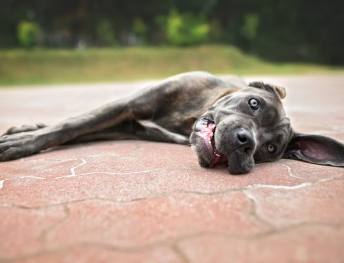 Is Heavy Panting in a Hot Pet Normal or a Sign of Heat Stroke?