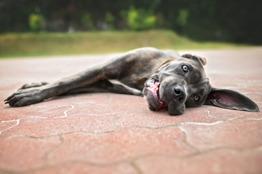 Cane Corso puppy outdoors, illustrating heat stroke prevention and summer safety for dogs.