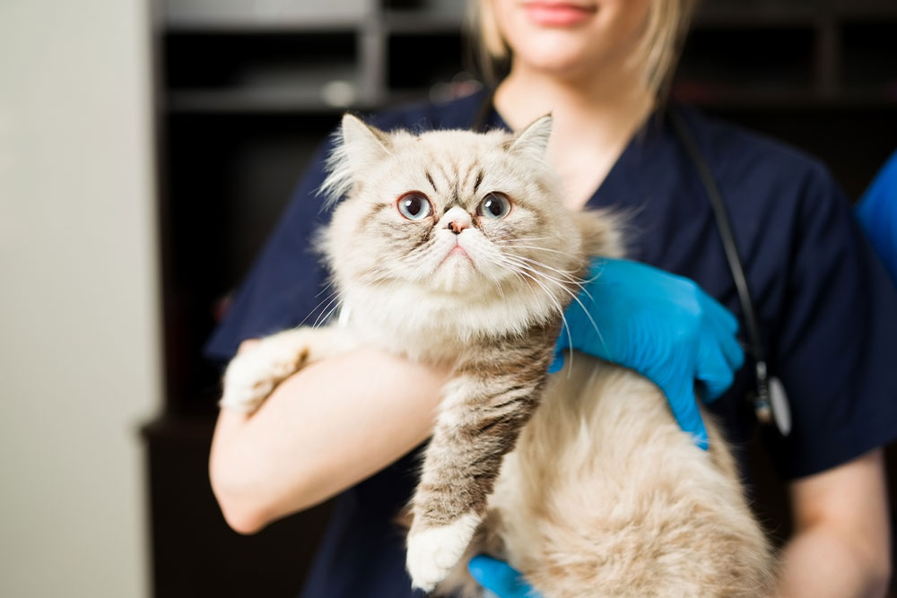 The person holding the cat is wearing a dark blue scrub top and bright blue examination gloves, suggesting a medical or veterinary setting.